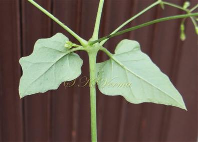 Leaf pair (subequal) - Abaxial view